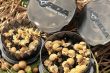 Korda - Krusha - Small